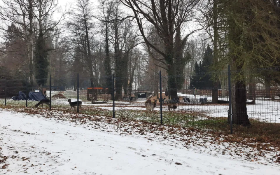 Utýraná zvířata v zámeckém parku: Dalo se tragédii předejít?