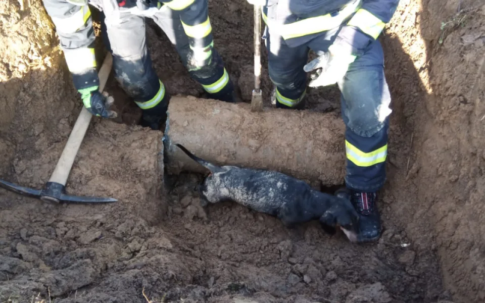 Jezevčík uvízl v potrubí. Hasičům se podařilo ho po 27 hodinách zachránit