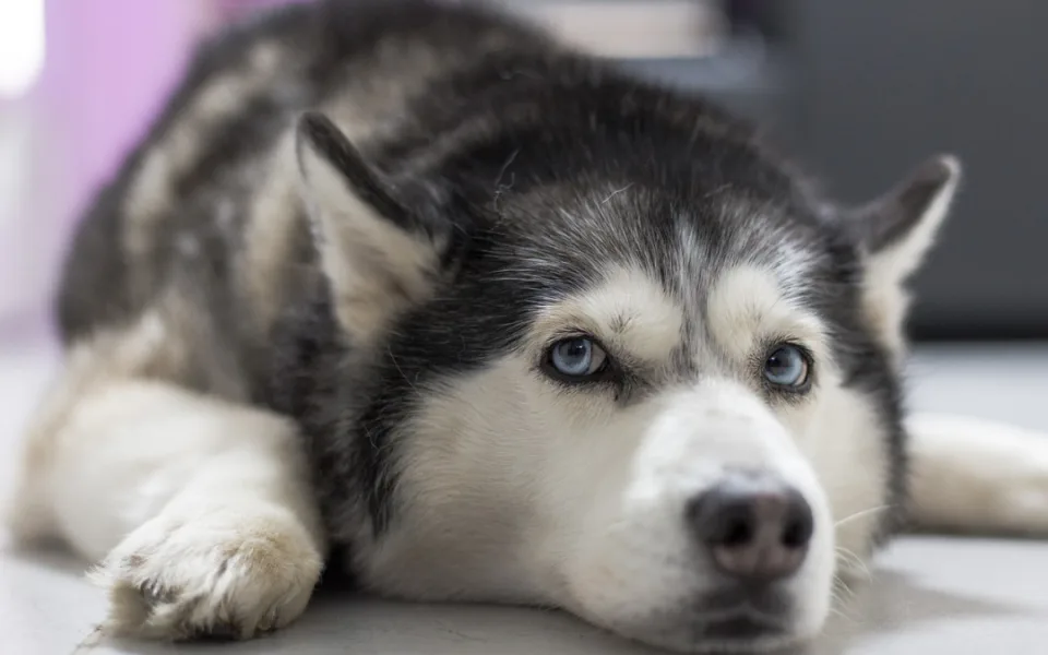 Veterináři loni evidovali více podnětů na týrání zvířat, třetina oprávněná