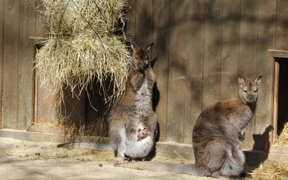 Nový život v Zoo Hluboká nad Vltavou: Přijďte obdivovat nejen mláďata