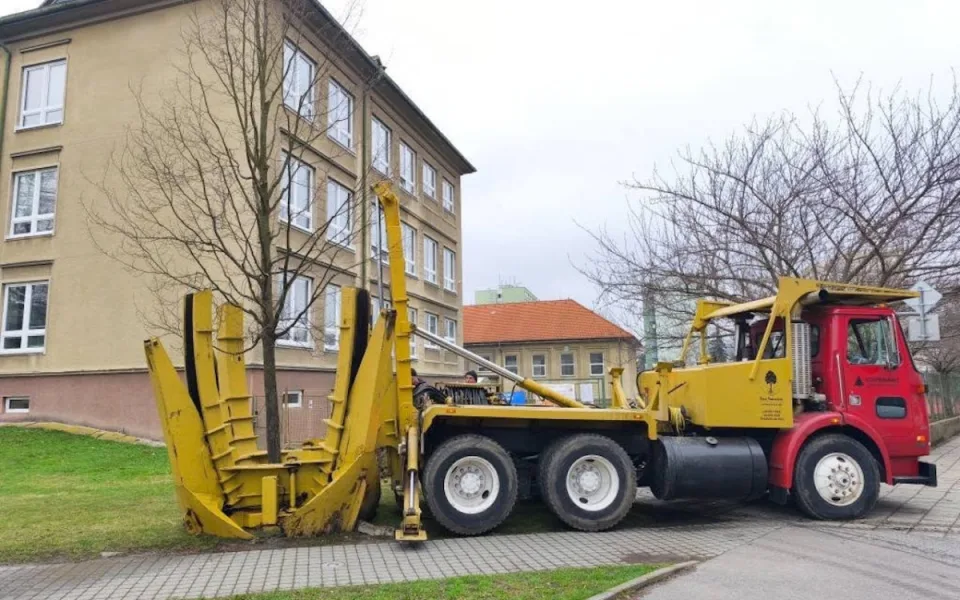 Strakonice nechaly kvůli úpravě vozovky přesadit čtyři pětadvacetileté habry