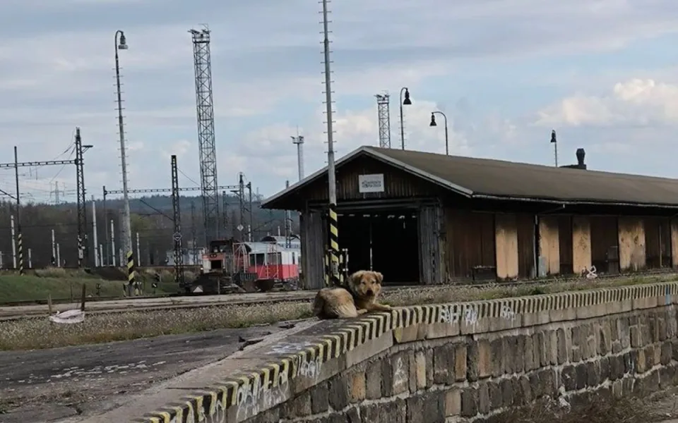 Rumunská fenka dává záchranářům opravdu zabrat, po kraji ji nahánějí už déle než měsíc