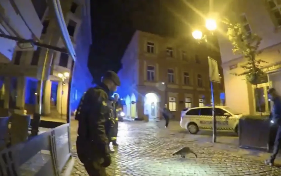 Mýval v centru Budějovic překvapil strážníky i hasiče. Skočil na auto a utekl do tmy