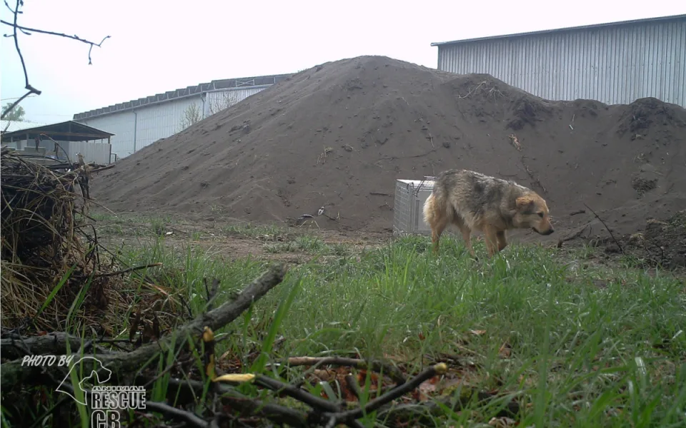Fenka z Rumunska už není na útěku. Odchytila ji žena v Suchém Vrbném