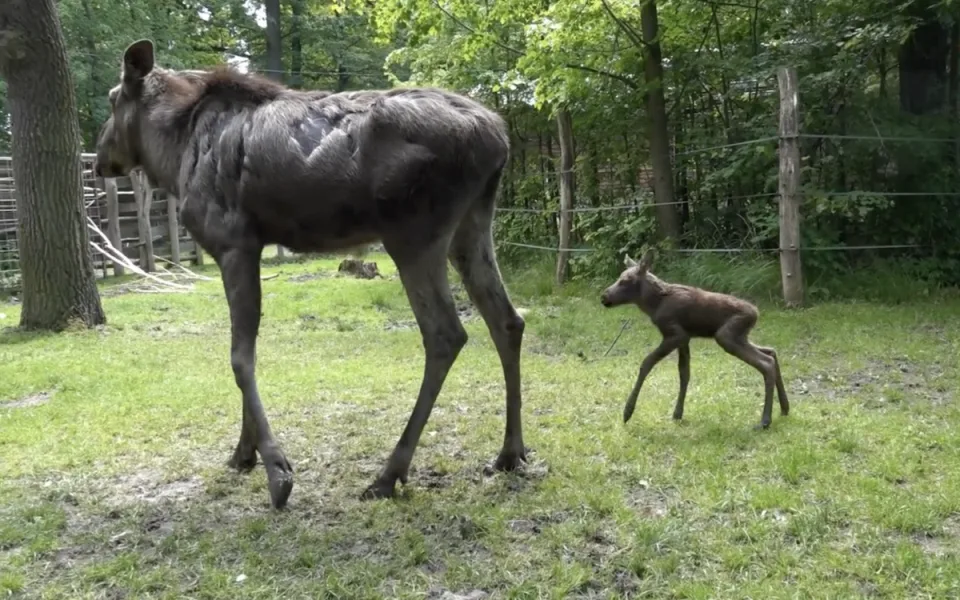 Zoo v Hluboké nad Vltavou truchlí, losí mládě zemřelo jen pár dní po narození