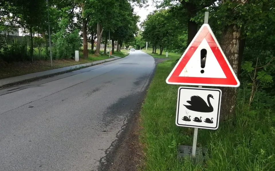 Labutě s mláďaty opět přechází silnici. Litvínovice proto zavedly značky na míru