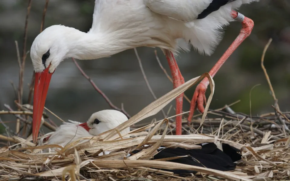 Městské slavnosti v Písku budou bez ohňostroje. Důvodem je ochrana čápa bílého