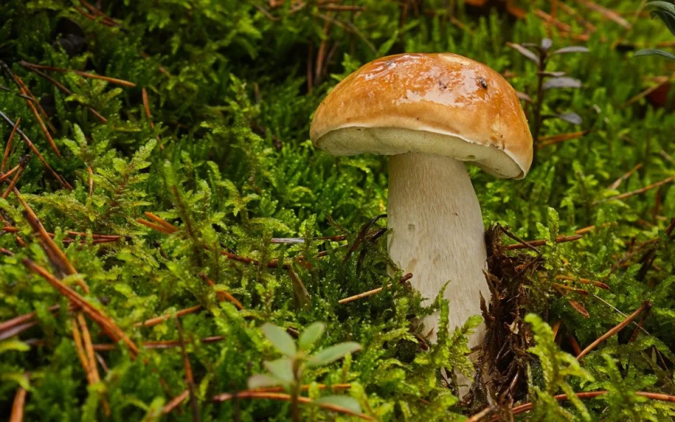 Houbařská sezóna na jihu pomalu startuje. Po deštích se objevují první hřiby