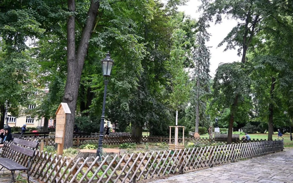 V Palackého sadech už roste nový jilm. Starý strom pomůže hmyzu