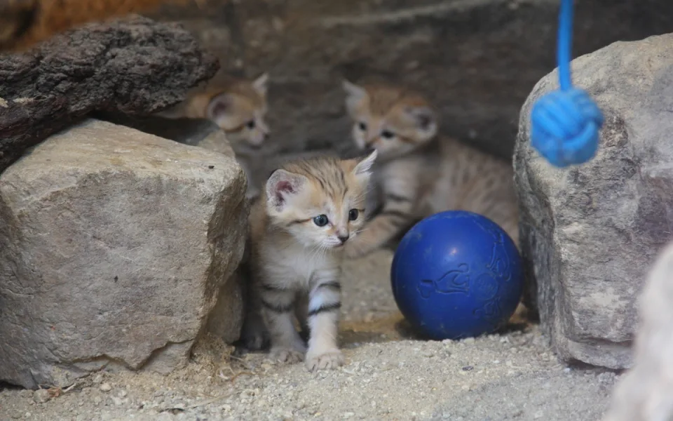 Zoo Hluboká vítá nové přírůstky a slaví chovatelské úspěchy