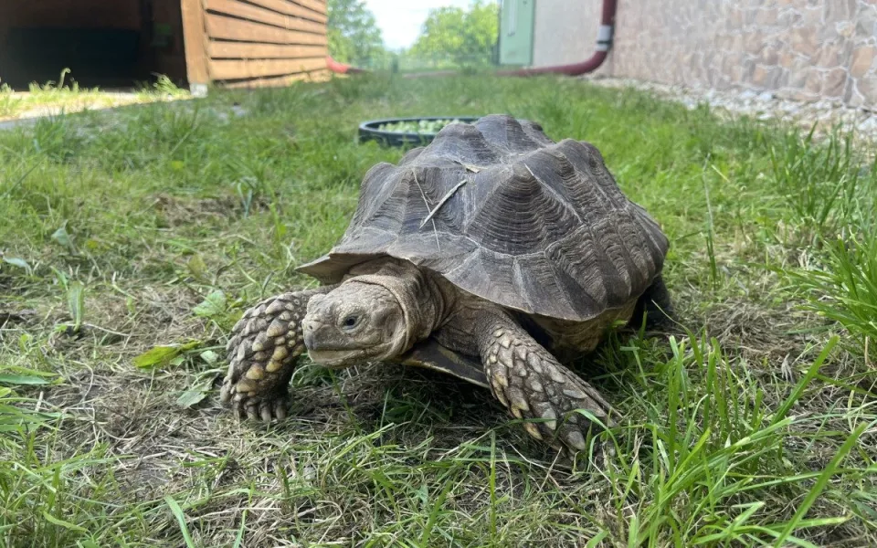Táborská zoo má nově želvy ostruhaté. Jde o třetí největší druh na světě