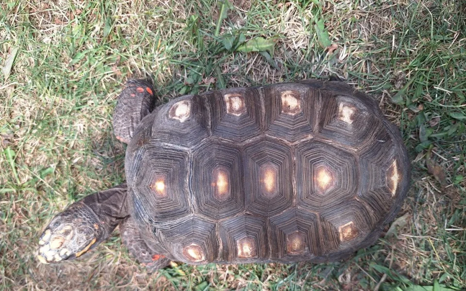 V Táboře mají další želví přírůstky. Zoo plánuje stavět želvárium