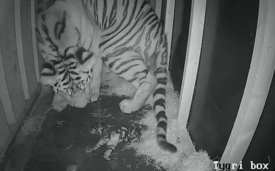 VIDEO: Tygřice Altaica porodila v Hluboké nad Vltavou tři mláďata