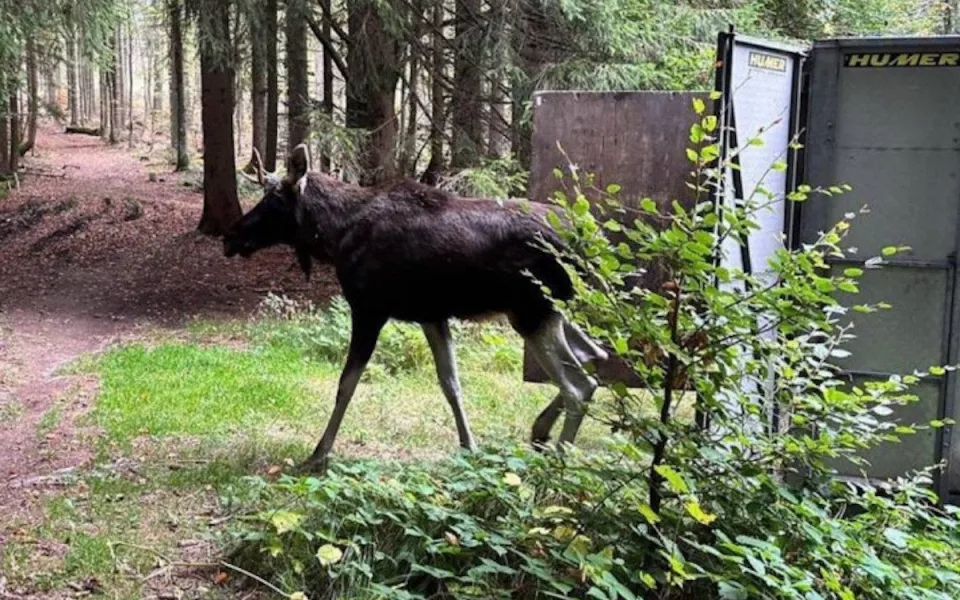 Los Emil se nyní pohybuje v okolí Stožce, zatím neopustil NP Šumava
