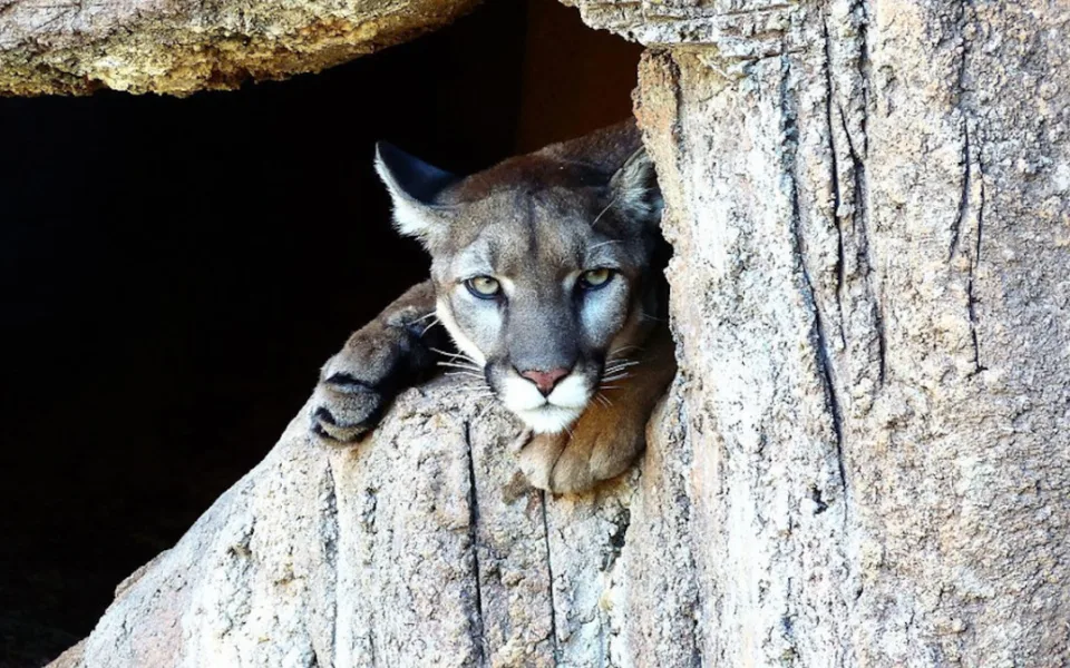 Kolem Týna nad Vltavou pobíhá divoká puma, pátrají po ní myslivci i policie