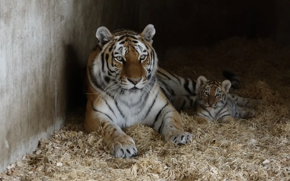 Dvě holky a jeden kluk. Hlubocká zoo prozradila pohlaví narozených tygřat