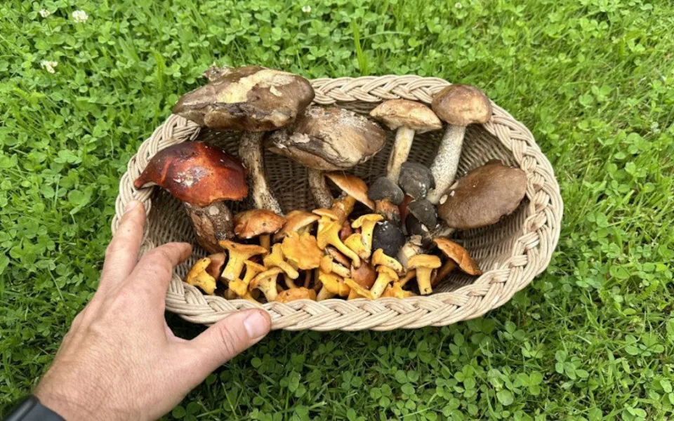 Muchomůrka tygrovaná nebo masák? V Písku už řešili dvě vážné otravy