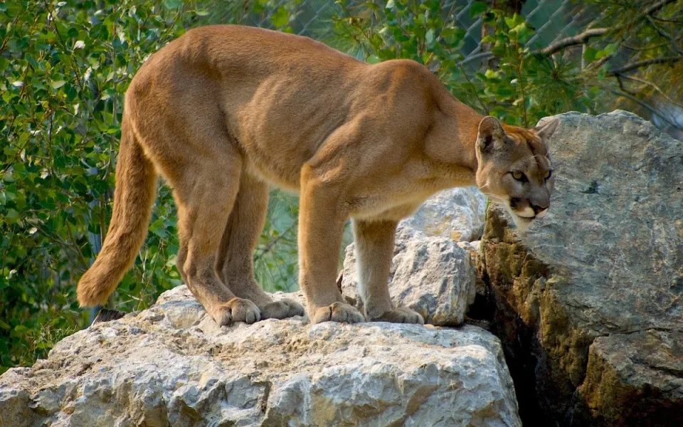 Puma na jihu Čech opět spatřena, tentokrát ji měl vidět rybář u Koloděj