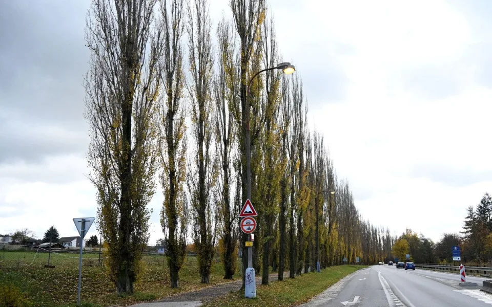Topolová alej zdobila Písek půl století, nyní půjde k zemi