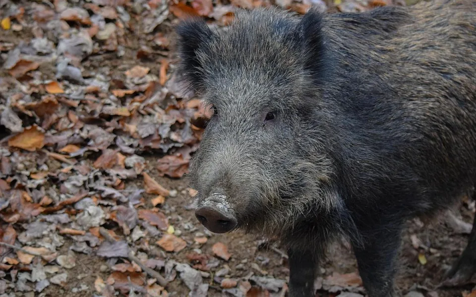 Hon na divočáky pokračuje. U Krumlova padlo už 30 kusů