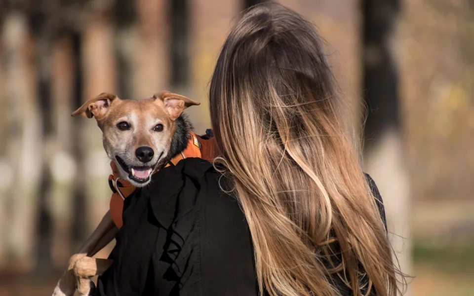Punč, káva a sváteční venčení. Útulek Animal Rescue pořádá Vánoce pro své svěřence