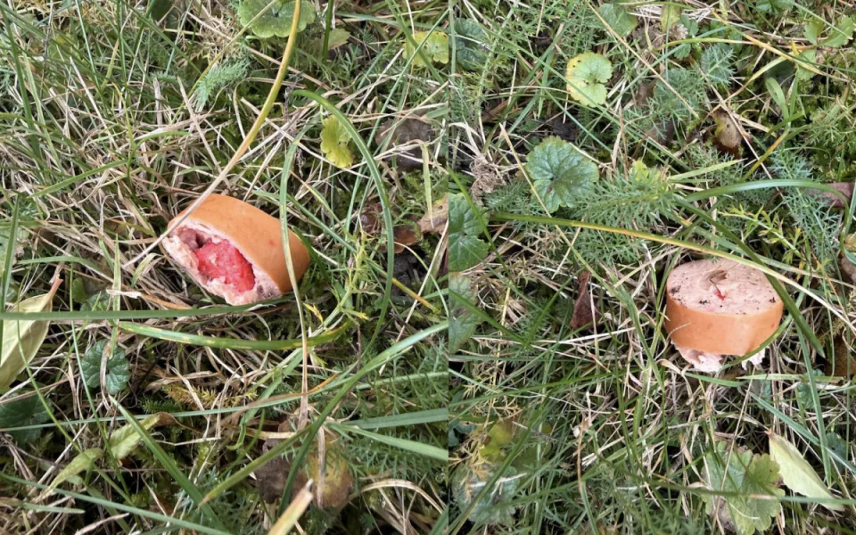 Dávejte při venčení pozor. Ve městě se znovu objevily otrávené kusy salámu