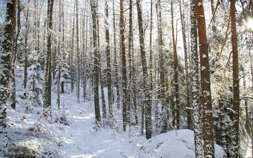 Na Štědrý den může na jihu Čech napadnout sníh, uvedli meteorologové
