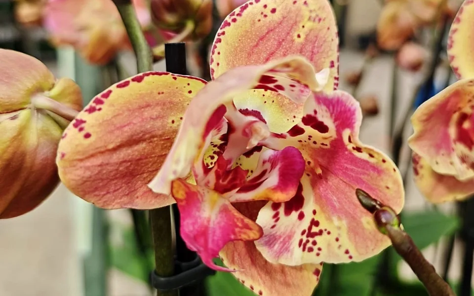 Stovky orchidejí a dalších exotických rostlin zaplnily Jihočeské muzeum