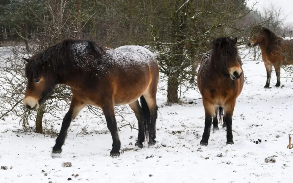 Divocí koně míří na Šumavu. Nová rezervace u Blanice má oživit vzácnou přírodu