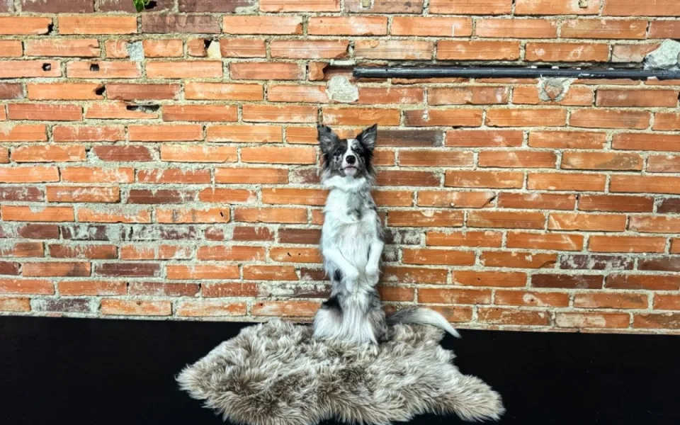 Dog dancing spojuje triky, pohyb a souhru psa s majitelem v rytmu hudby