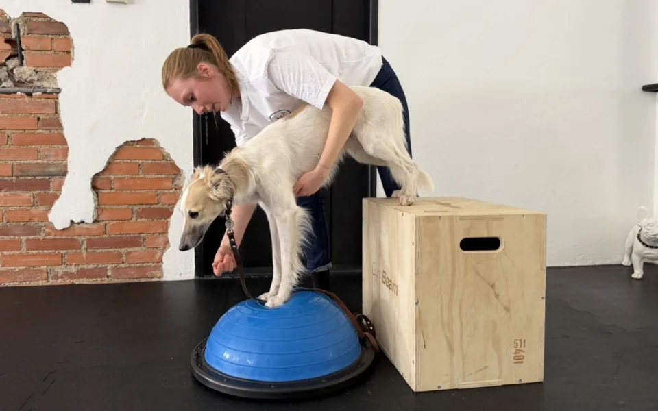 Dog fitness posiluje psí tělo a pomáhá předcházet zraněním