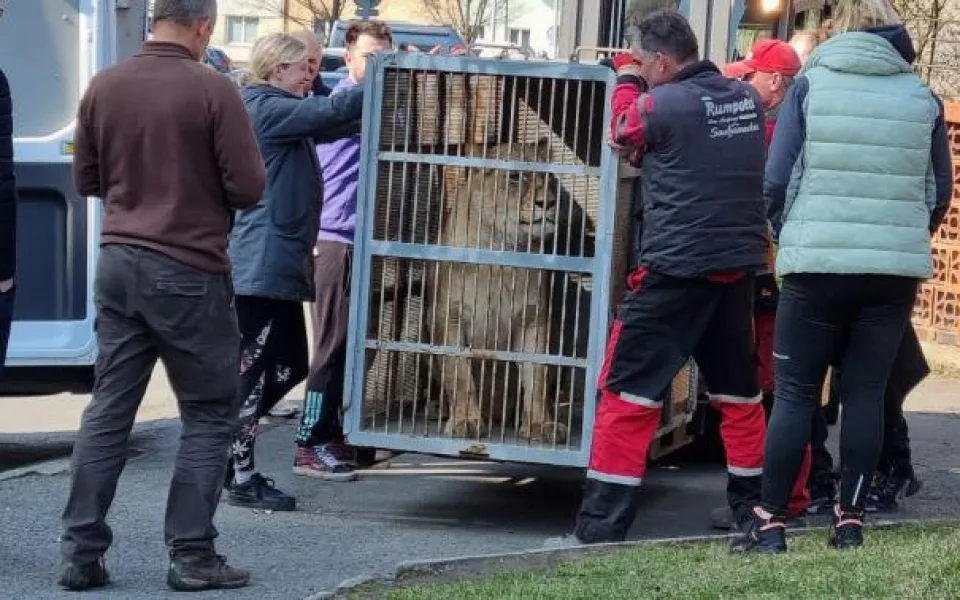 Hlasitý řev šelem upozornil na nelegální chov v rodinném domě