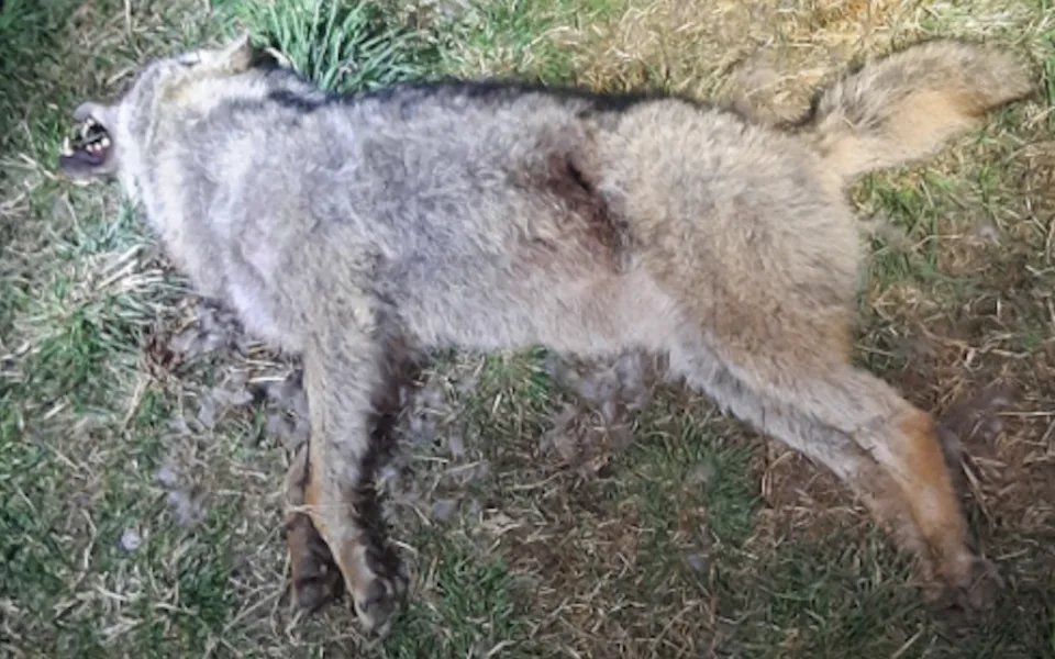 Policisté vyšetřují nález uhynulého vlka na Českokrumlovsku