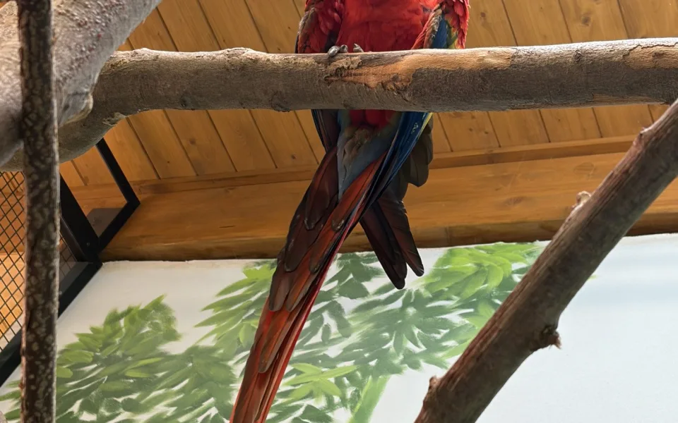 Do táborské zoo přiletěl vzácný papoušek. Spolu se samičkou má utvořit chovný pár