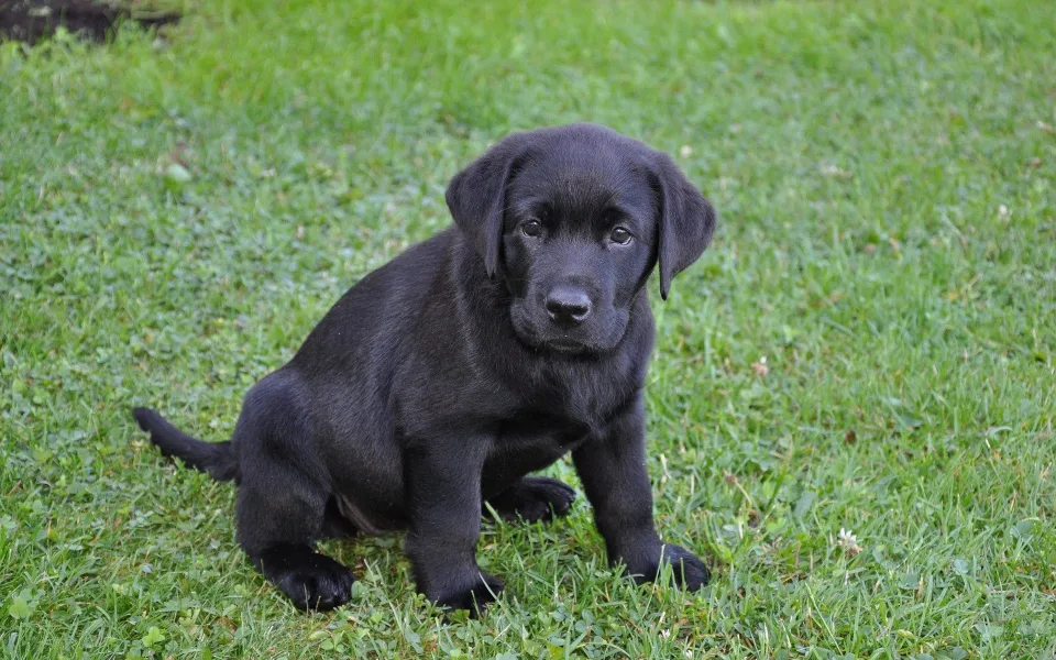 Podvodníci připravili lidi o tisíce, nalákali je na štěňata labradorů