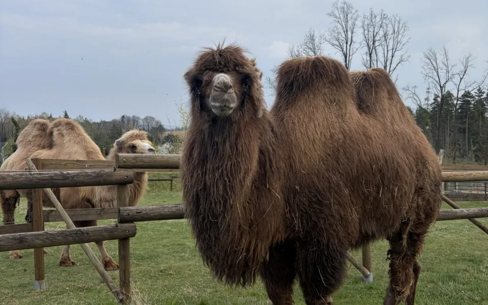 Frída už nebude sama. Do táborské zoo přicestovala nová velbloudice z Dánska
