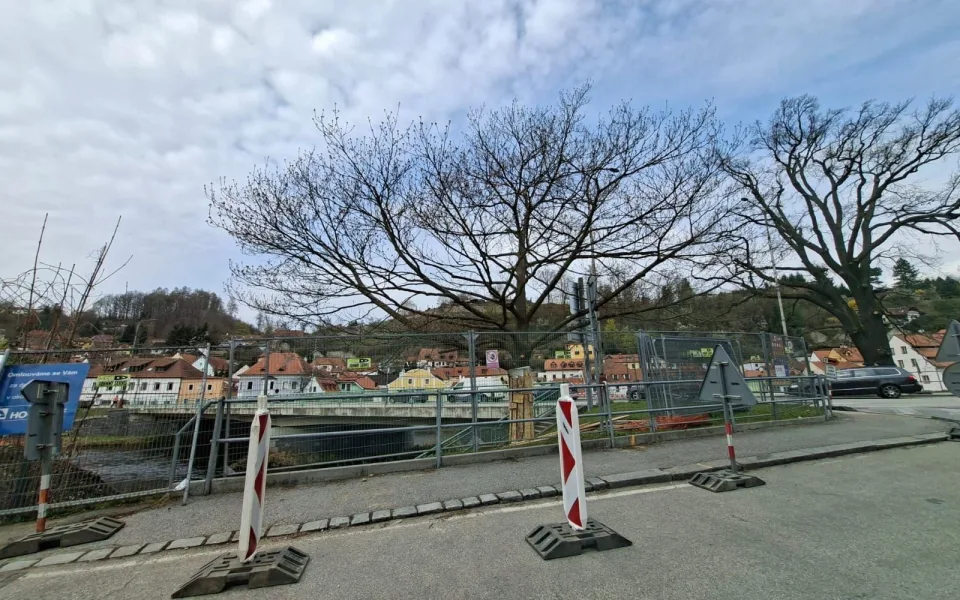 Vzrostlý dub na Plešivci se nepodařilo uchránit, ustoupil výstavbě mostu