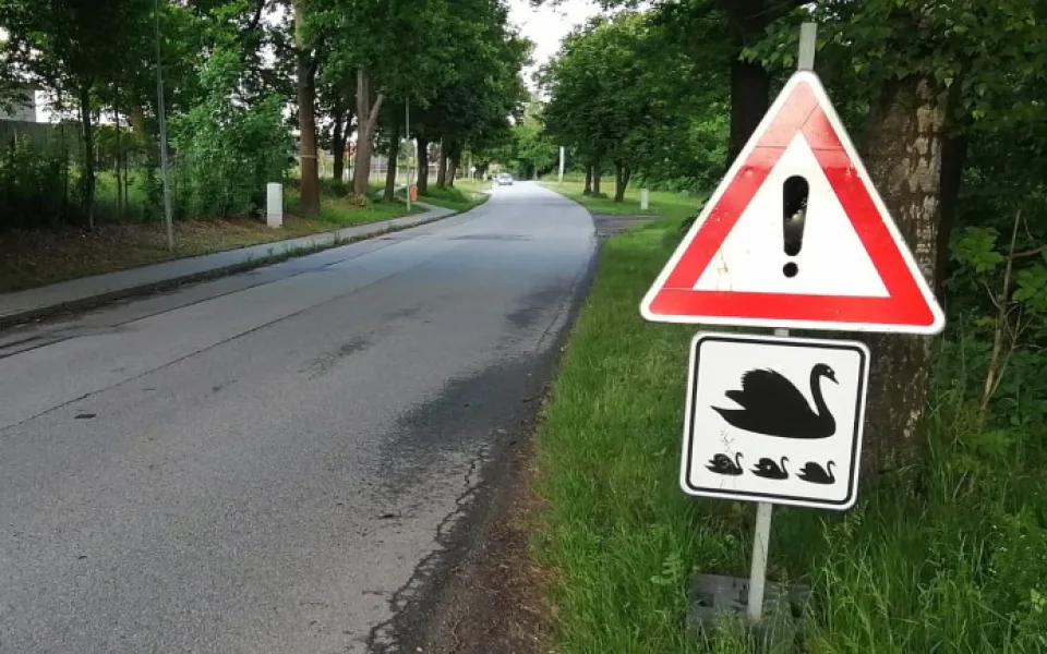 Do Litvínovic se vrátila labutí rodinka. Má sedm mláďat, obec znovu varuje řidiče