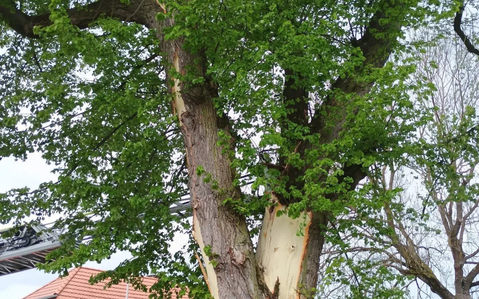 Blesk na Strakonicku rozštípl strom, hasiči ho museli pokácet