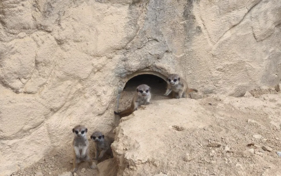 Nová mláďata v Zoo Hluboká. Přijeďte, než vyrostou.
