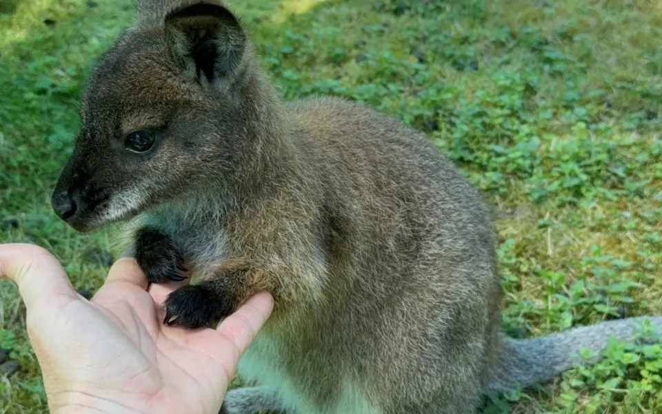 Po Budějcích může skákat klokan. Skippy utekl u nemocnice, majitelé prosí o pomoc