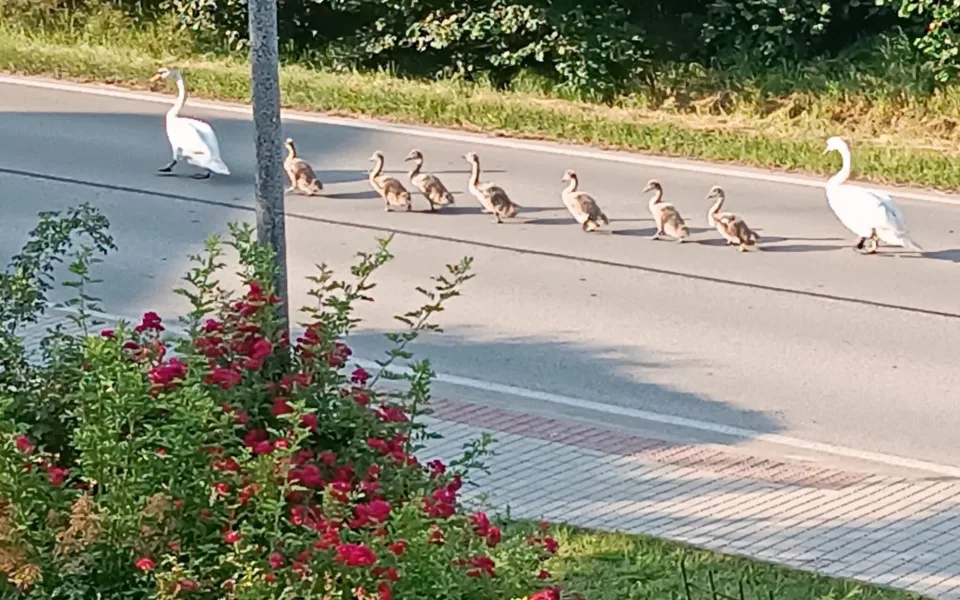 Pochodují tam a zpět. Labutí rodinka se v Litvínovicích ráda stěhuje mezi rybníky