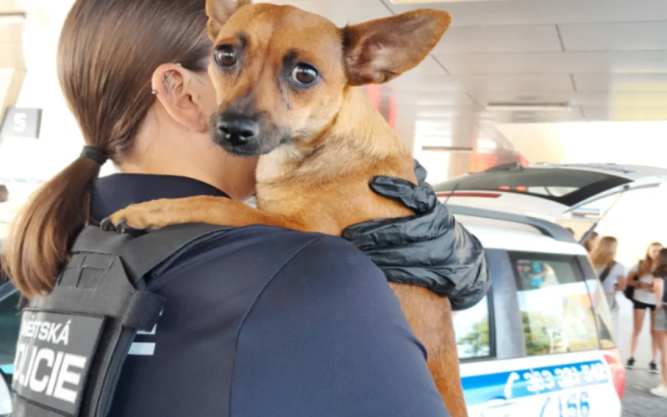 Fena nastupující do autobusů i zraněná žluna. Strážníci pomáhali zvířatům v nouzi