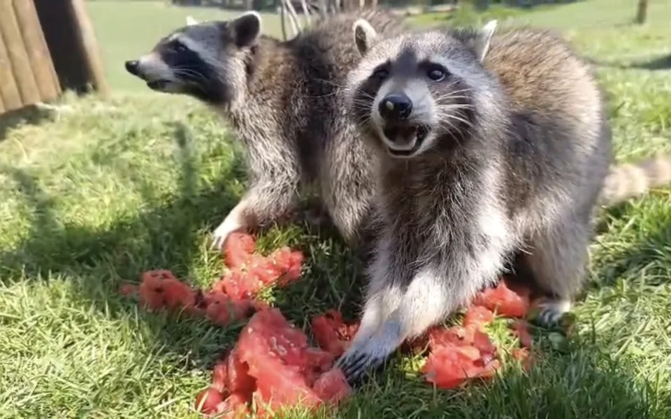 Ledová tříšť i ovocná zmrzlina. Podívejte se, jak v táborské zoo ochlazují zvířata