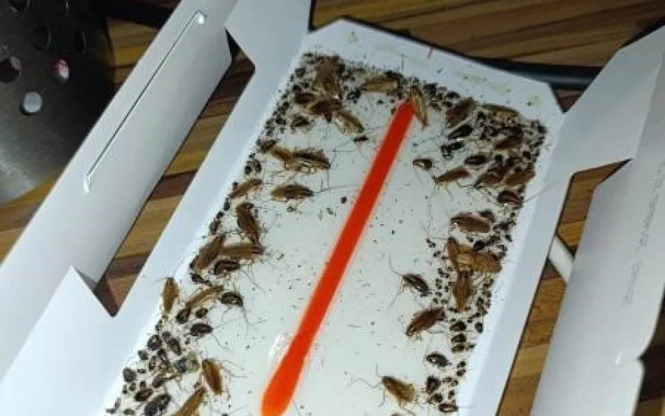 Švábi na baru i v lednici. Inspektoři zavřeli zamořený bar v Milevsku