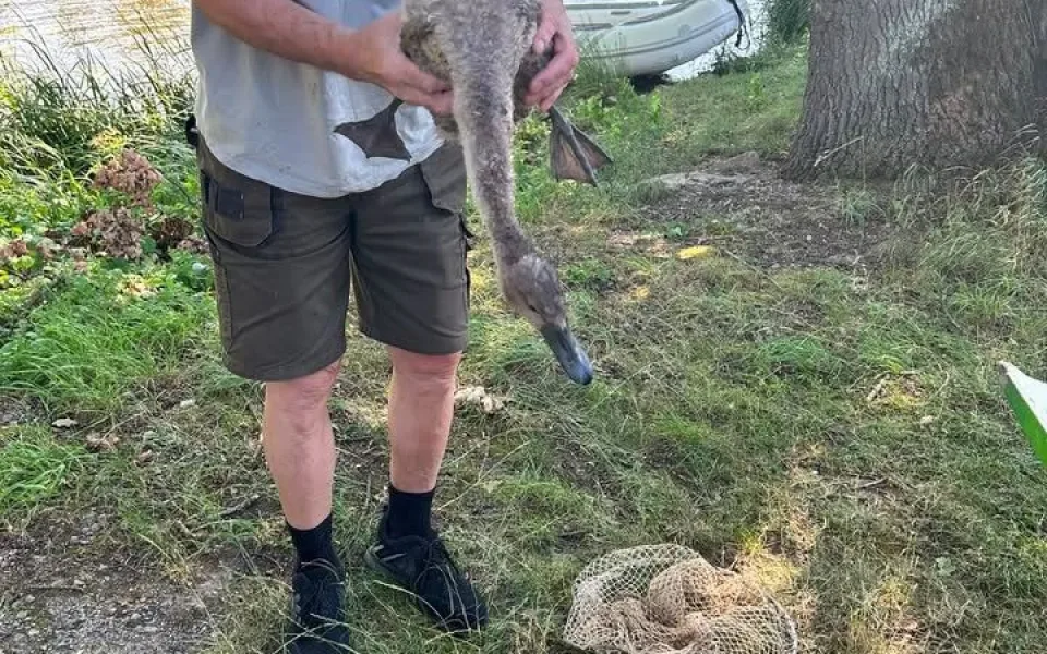 Ze sedmi labuťat zůstala v Litvínovicích jen tři. Jedno zachránila všímavá obyvatelka