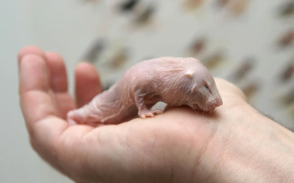 Jediná molekula rozhoduje o tom, kdo se bude rozmnožovat