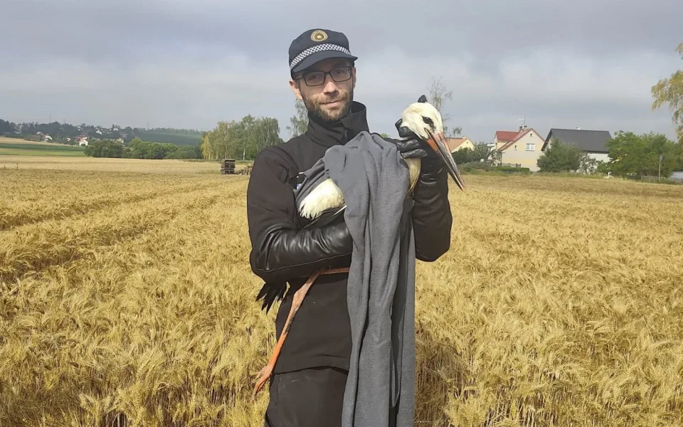 Zraněný čáp nedokázal vzlétnout. Policisté ho museli odchytit