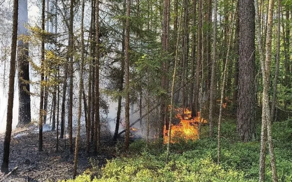 Požár v Národním parku Šumava. Hašení ohně komplikoval nepřístupný terén