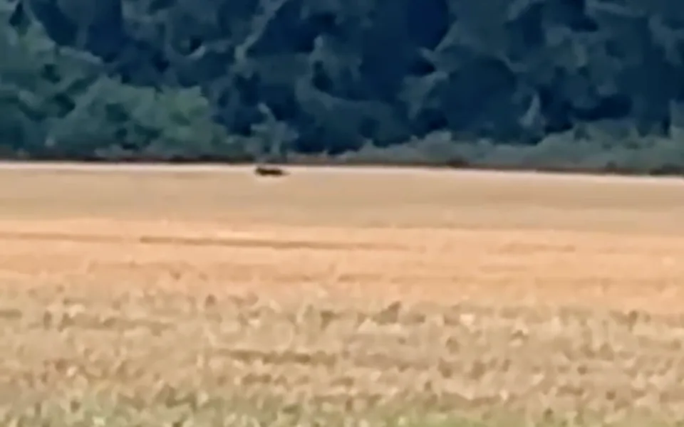 VIDEO: Černý panter znepokojil obyvatele Táborska. Policie prověřuje další hlášení